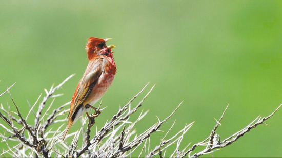 荆棘鸟——生命的魅力就在于她那短暂的过程中创造着的美丽