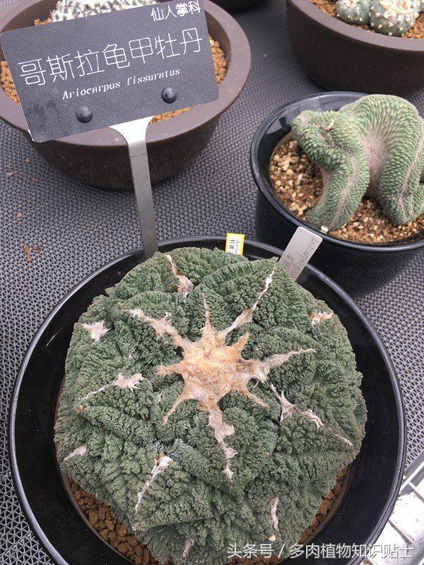 多肉植物杂交育种技术,嫁接多肉植物技术