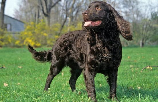 akc认证的犬种,akc认可的148个犬种