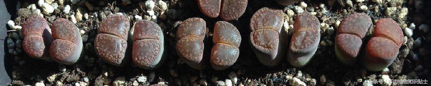 生石花多肉的品种,多肉植物生石花品种大全