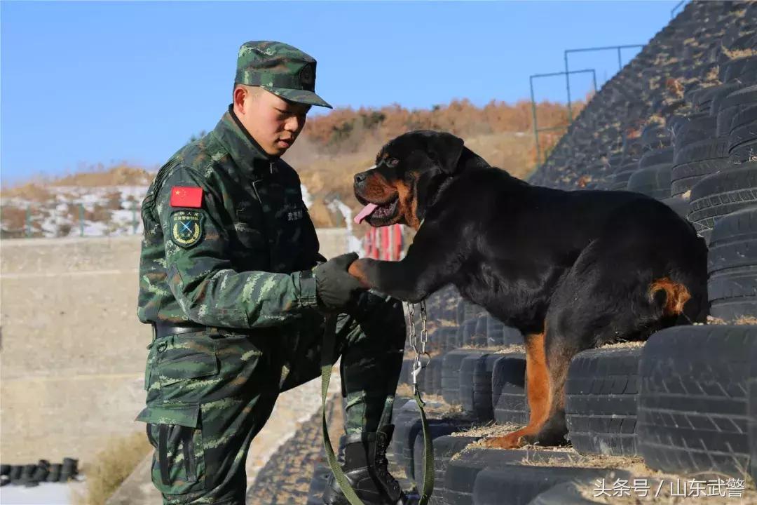 军犬来了|在两代训犬员爱的传承下,“萌犬”虎子变“猛犬”