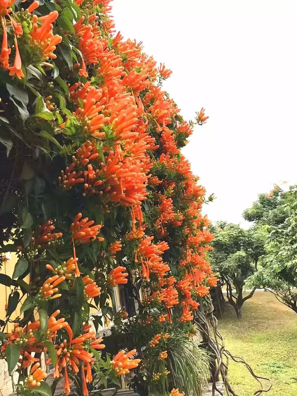 广东清远森波拉旅游度假区,清远森波拉景区