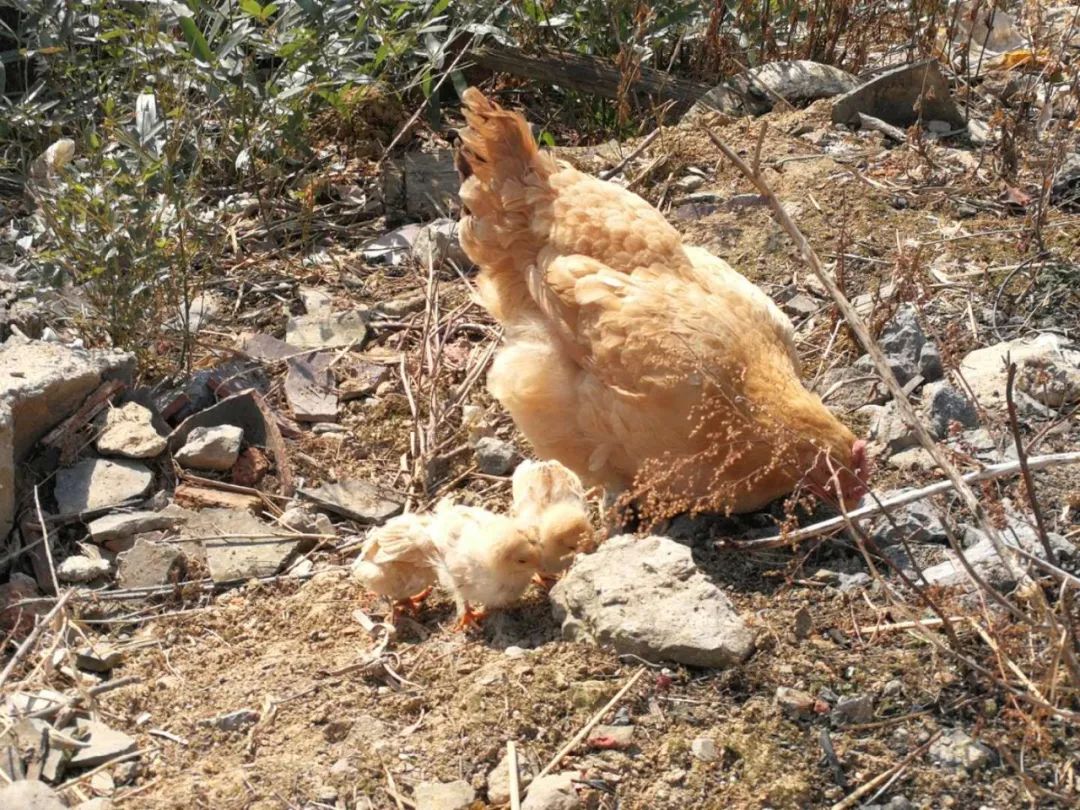 养土鸡的幽默句子,土鸡土话怎么说