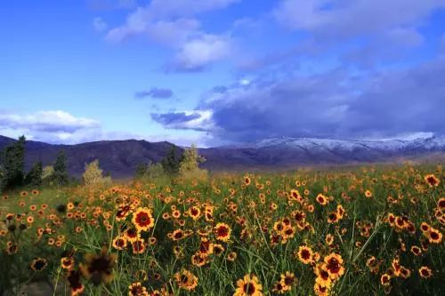 昆仑雪菊,小品类茶叶的逆袭之道!