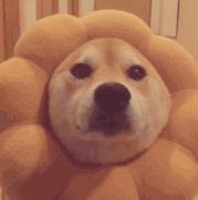 送你超模羽毛,成为逆龄仙女,“宠物界的YSL”重磅来袭!