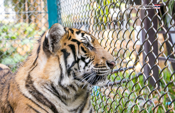 清迈佛寺之城等你采撷的泰北玫瑰,清迈环球旅行家