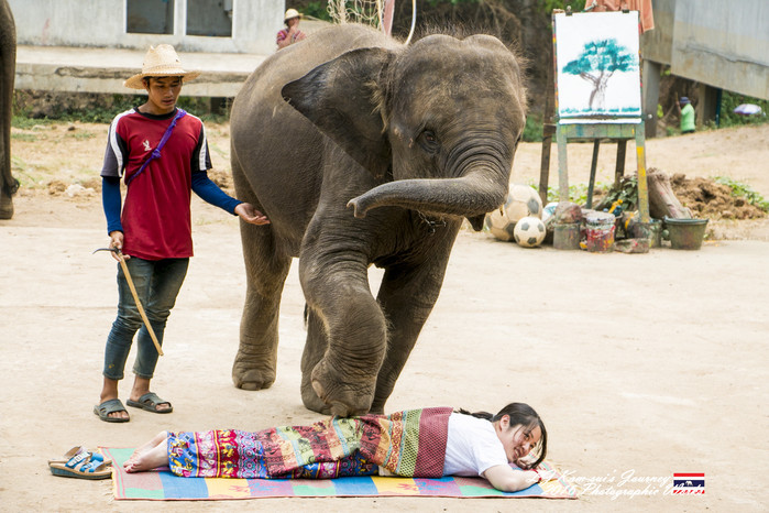 清迈佛寺之城等你采撷的泰北玫瑰,清迈环球旅行家