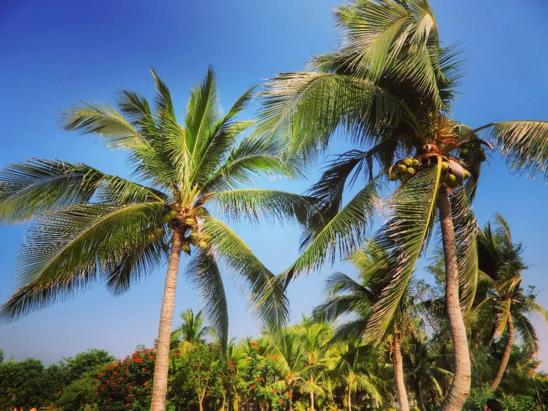 春节假期之旅,春节夏威夷游