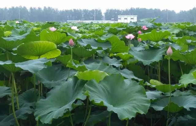 赏花蚌埠,蚌埠春季赏花