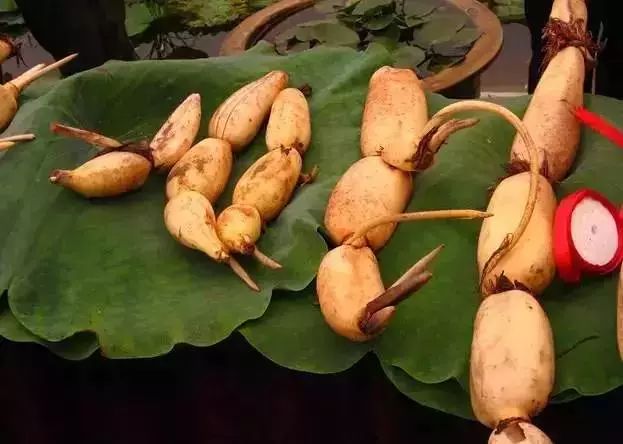 假期返程特产,春节返程带的家乡特产