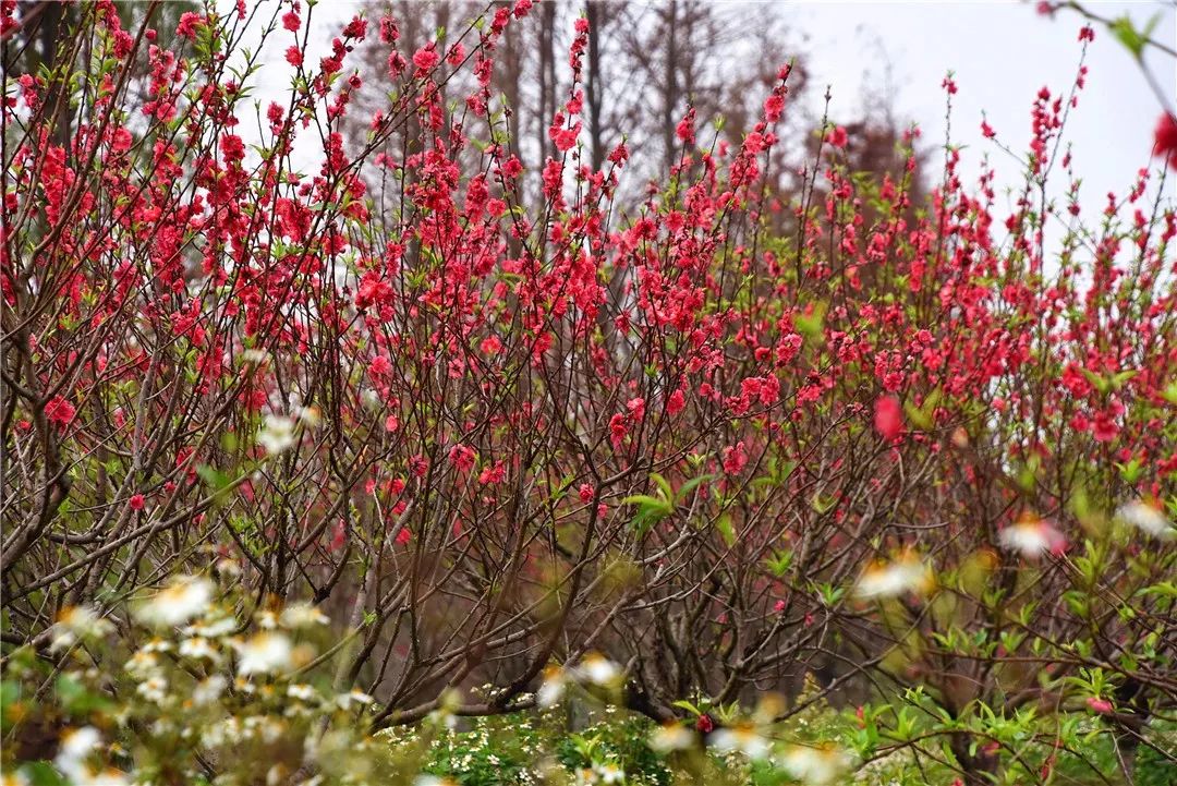 还未脱单？元宵前去东湾村吧，邂逅浪漫！