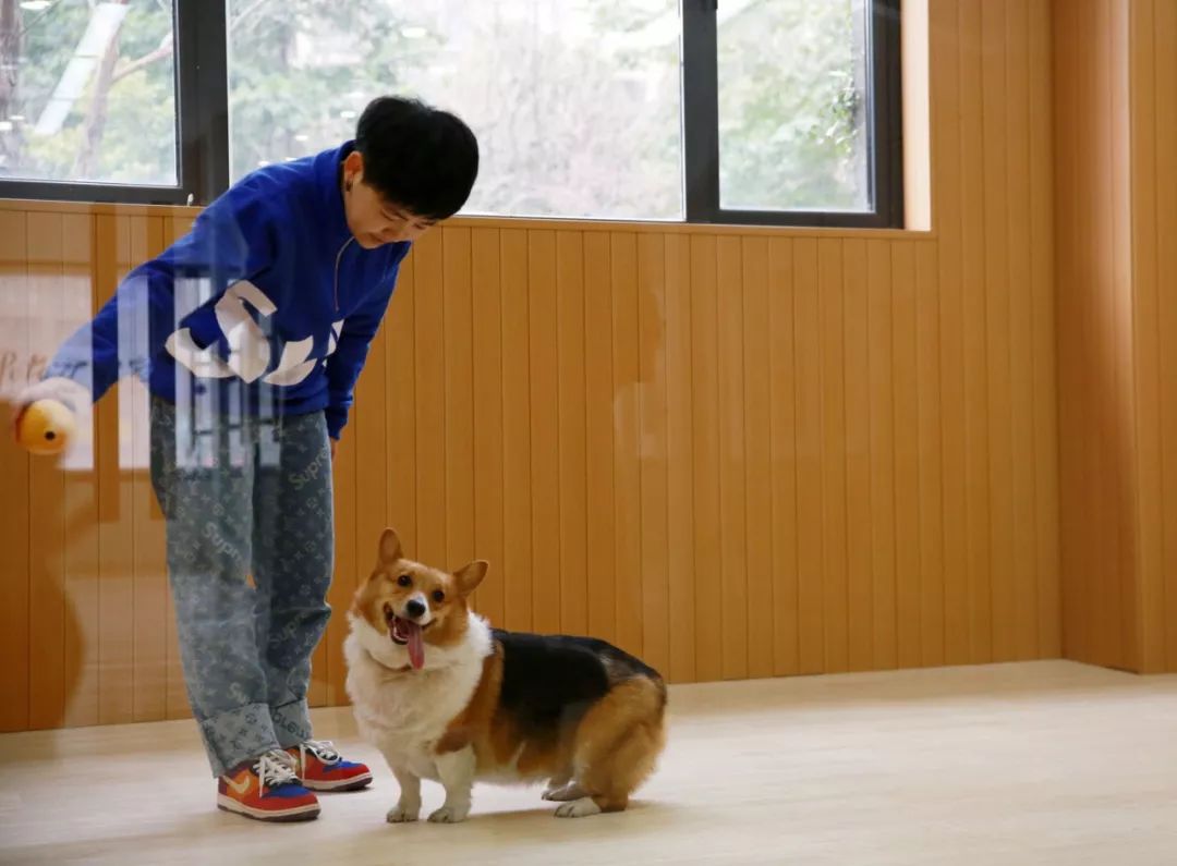 宠物竟然也有五星级酒店,高端宠物酒店推荐