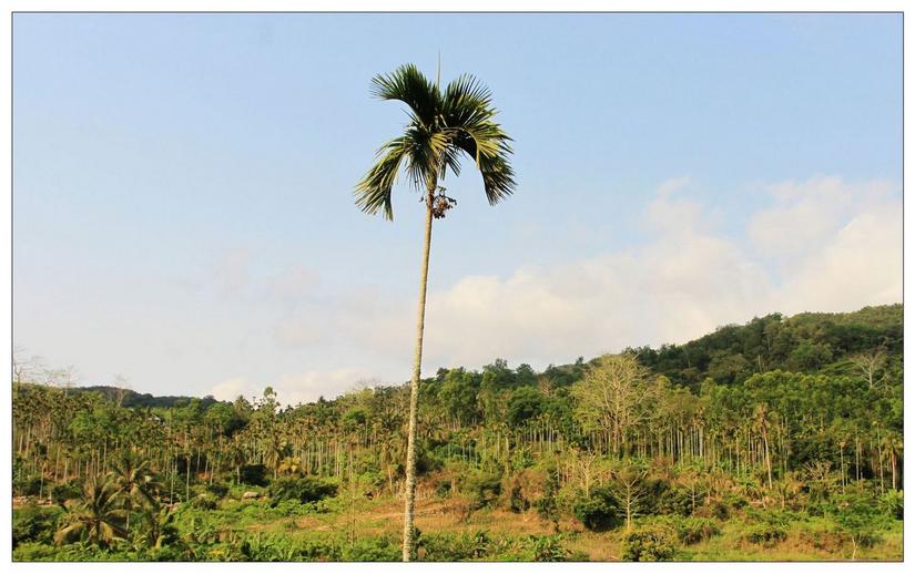 海南三亚槟榔谷的美景,三亚槟榔谷游记