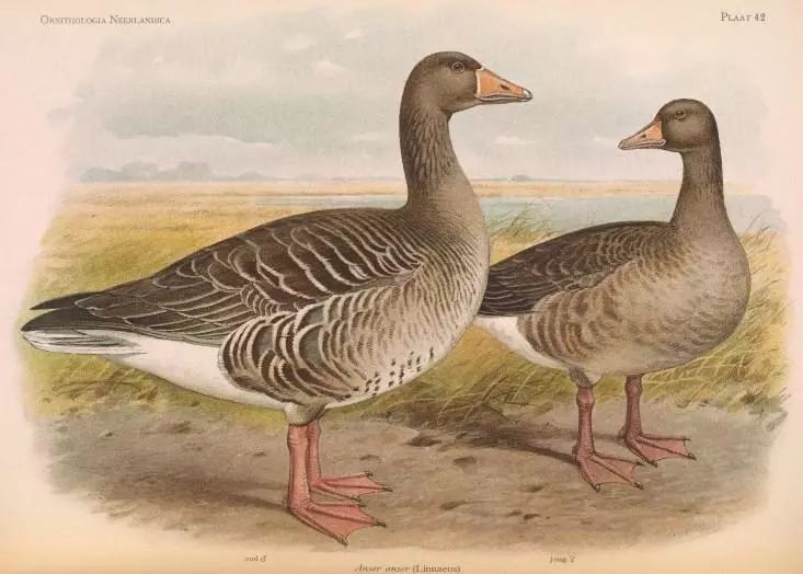 动物界这么多同性恋，是雌雄比例悬殊导致的吗？