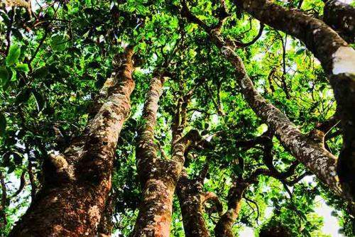 景东县磨刀河,磨刀河古树茶