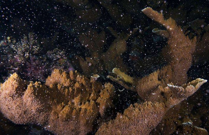 海洋探秘是什么意思,海洋生物探秘