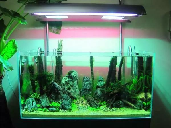 零基础新手养鱼开缸全过程,新手第一次开缸养鱼操作