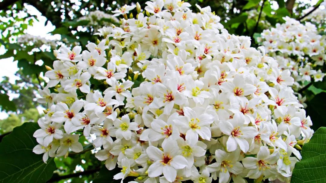 10涓ソ鐪嬬殑鑺辨捣鍦扮偣鎺ㄨ崘,蹇呭幓鑺辨捣鎺ㄨ崘娴极鑺辨捣