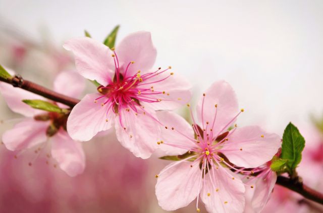 广济桃花几月开始,2020广济桃花开了吗