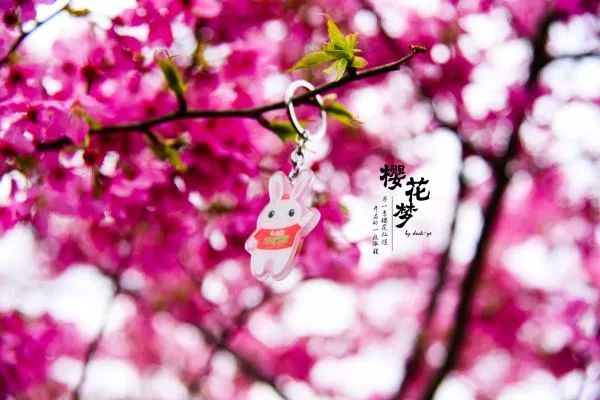 樱花梦日语,永福樱花之旅