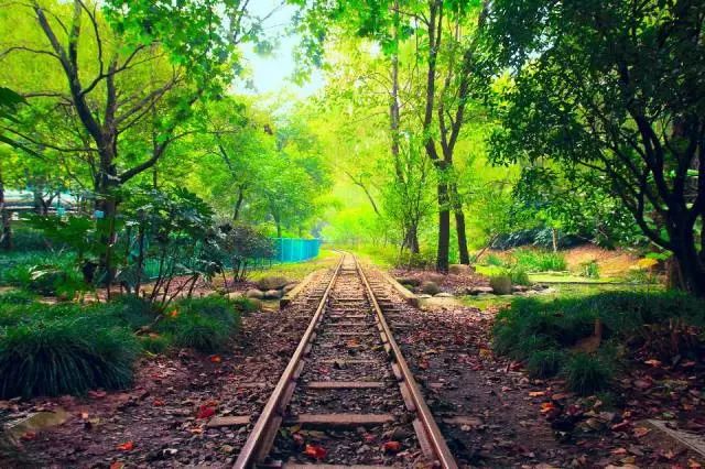 植树节去蚂蚁森林,植树节到