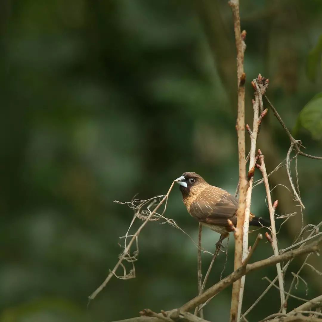 画眉、柳莺……在镇海栖息的这些“小精灵”，你都认识吗？