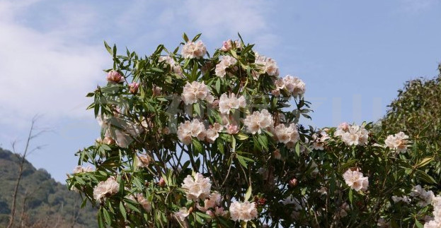 第一高山歌曲,第一高山在哪