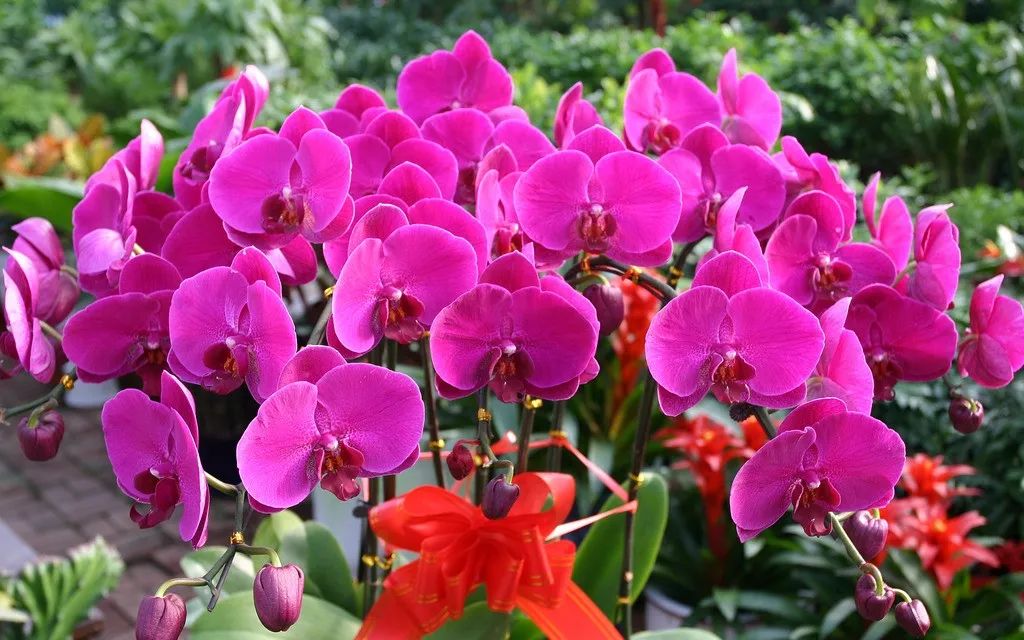 家里养的花掉叶子怎么处理,栀子花叶子发黄干枯掉叶子怎么办