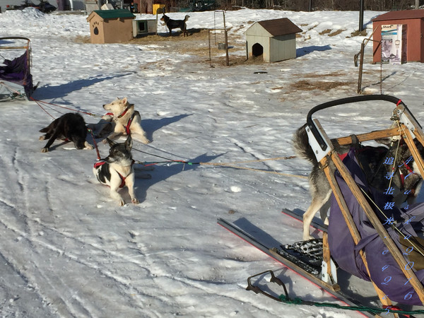 北极5天4晚旅游攻略,美国阿拉斯加6日游
