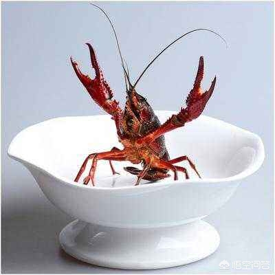 湖北高校开设小龙虾专业,高校开设小龙虾专业你敢相信吗