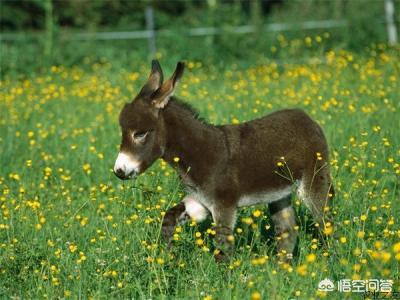农村养驴市场前景分析,农村养驴有前景吗