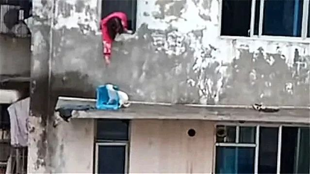 猫咪贪玩被困高楼窗檐上，主人用这招机智拯救它