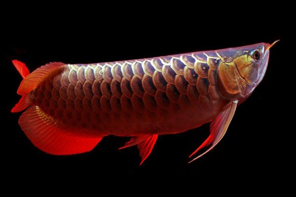 龙鱼混养要怎么样才不打架,龙鱼打架到底要不要隔离