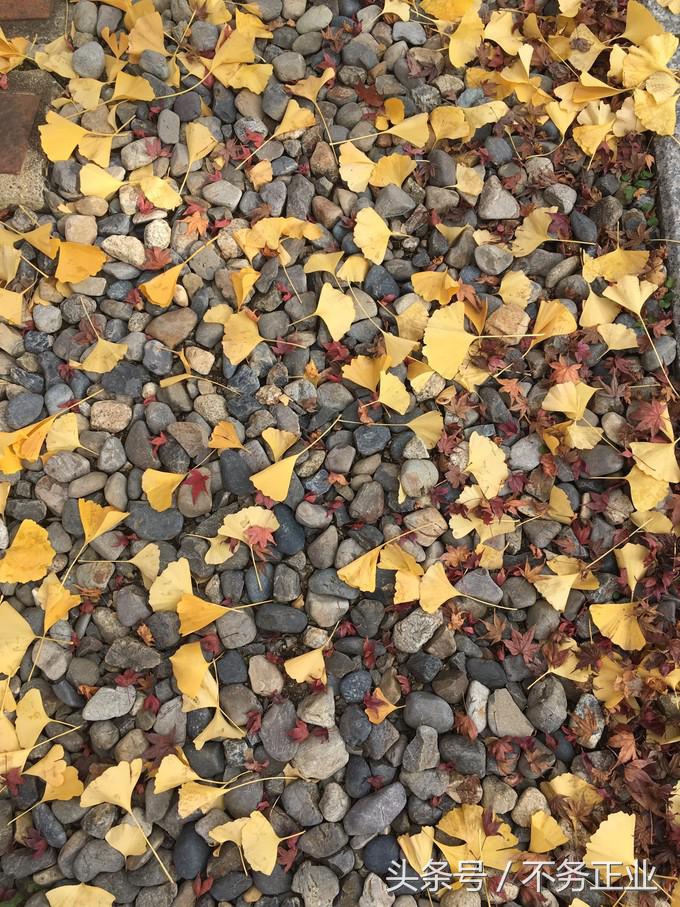 旅行|CoordinateBook06-No.535.0116°N,135.7680°E京都