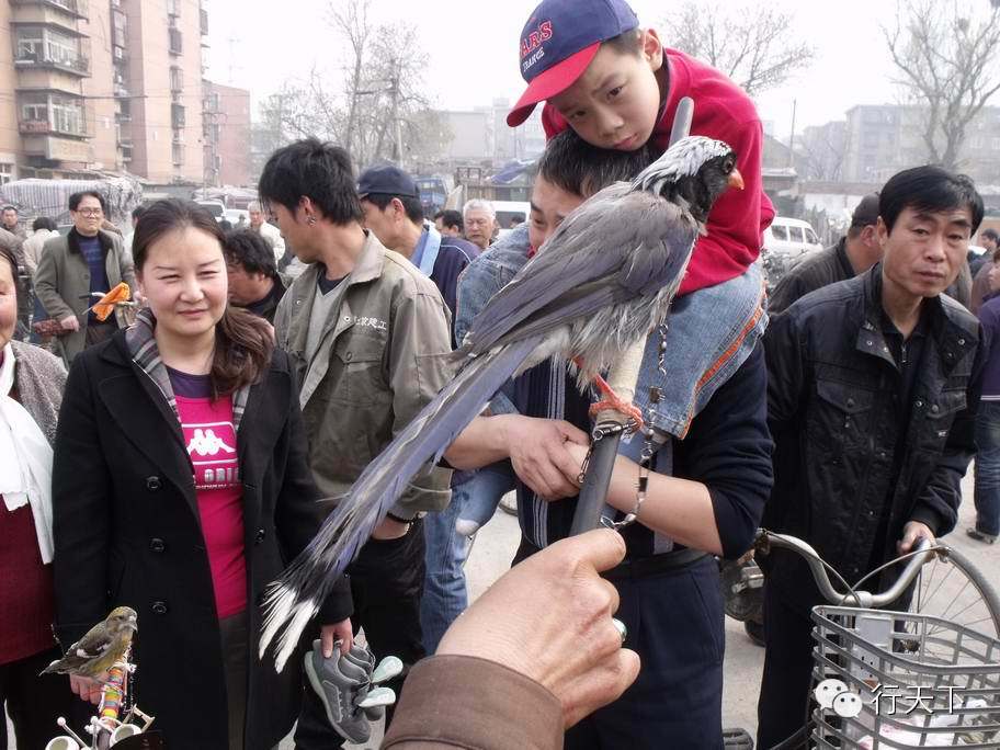 忆天津卫的6大“破烂市儿”,卖书卖花卖宝贝