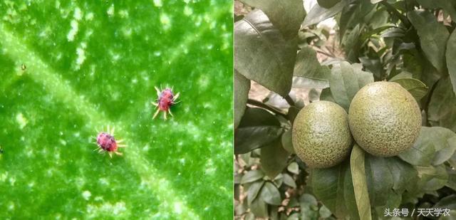 柑橘春季防治红蜘蛛的最佳时间,柑橘清园红蜘蛛如何消灭