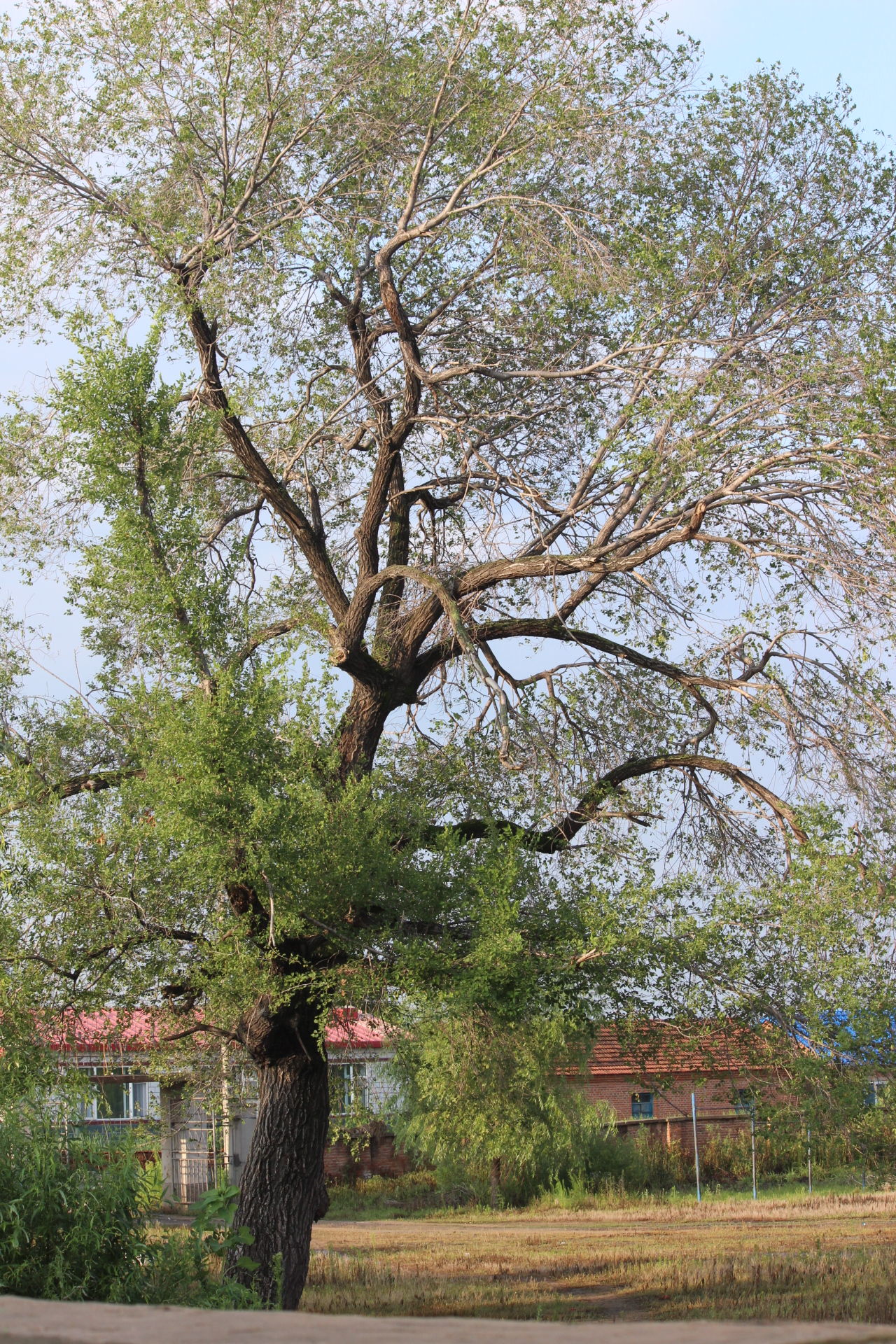 往事成烟---日本人三好武男先生和我的家乡北甸村