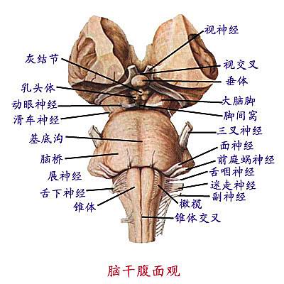 脑干出血面积40%还有救吗,脑干出血器官衰竭还有救吗