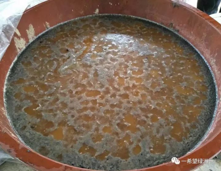 柑橘春季防治红蜘蛛的最佳时间,柑橘清园红蜘蛛如何消灭