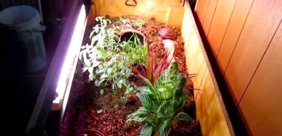 油彩木纹龟是蓝眼睛么,油彩木纹龟成体多大