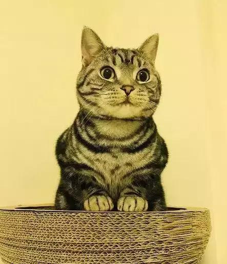 90后智能猫屋,猫奴90后