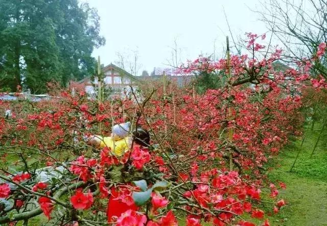 安逸，成都各区县的海棠花开了，周末带上家人或朋友踏春去哦