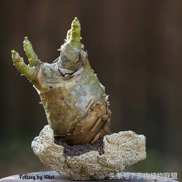 多肉微景观造型图片,国外多肉花园设计