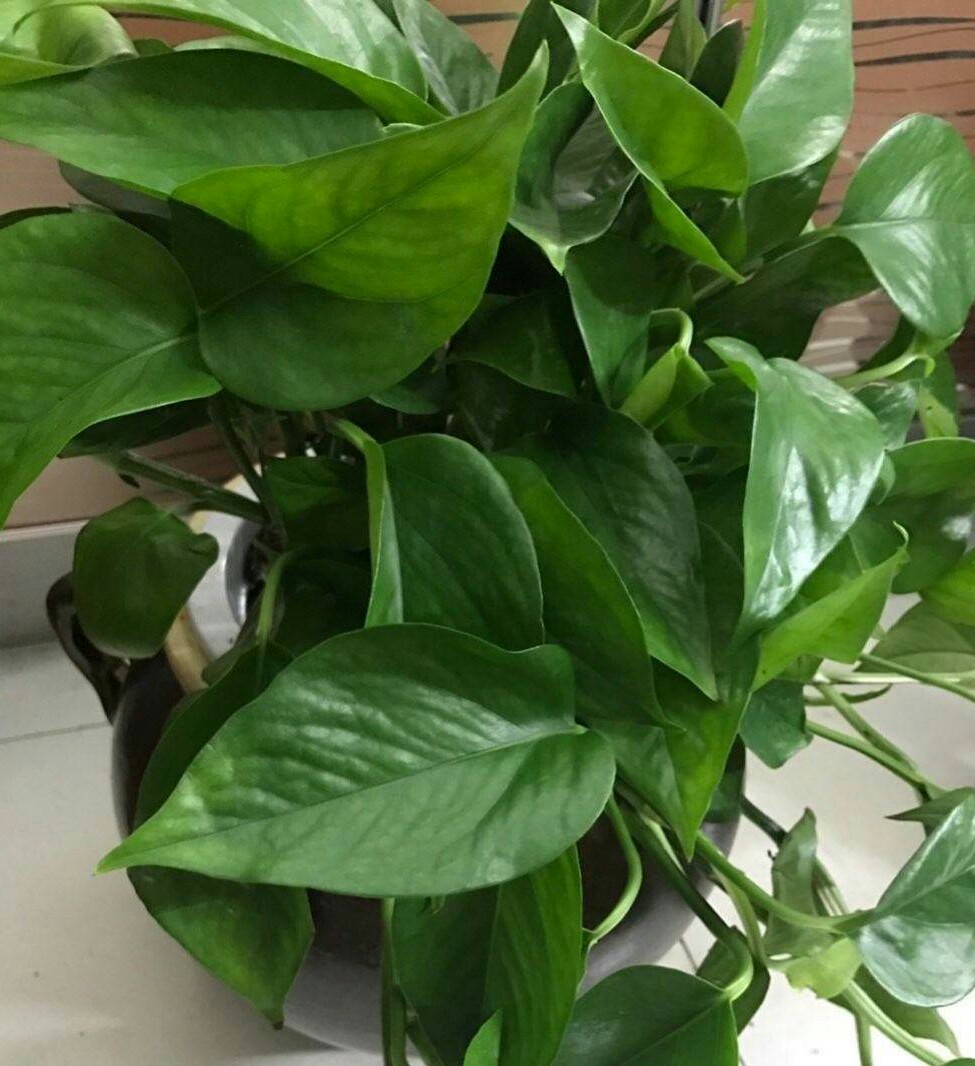 绿萝选枝条水养,养绿萝用的套盆