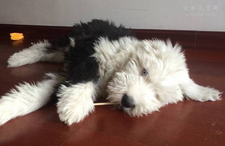 英国古代牧羊犬价格多少钱,古代牧羊犬价格是多少