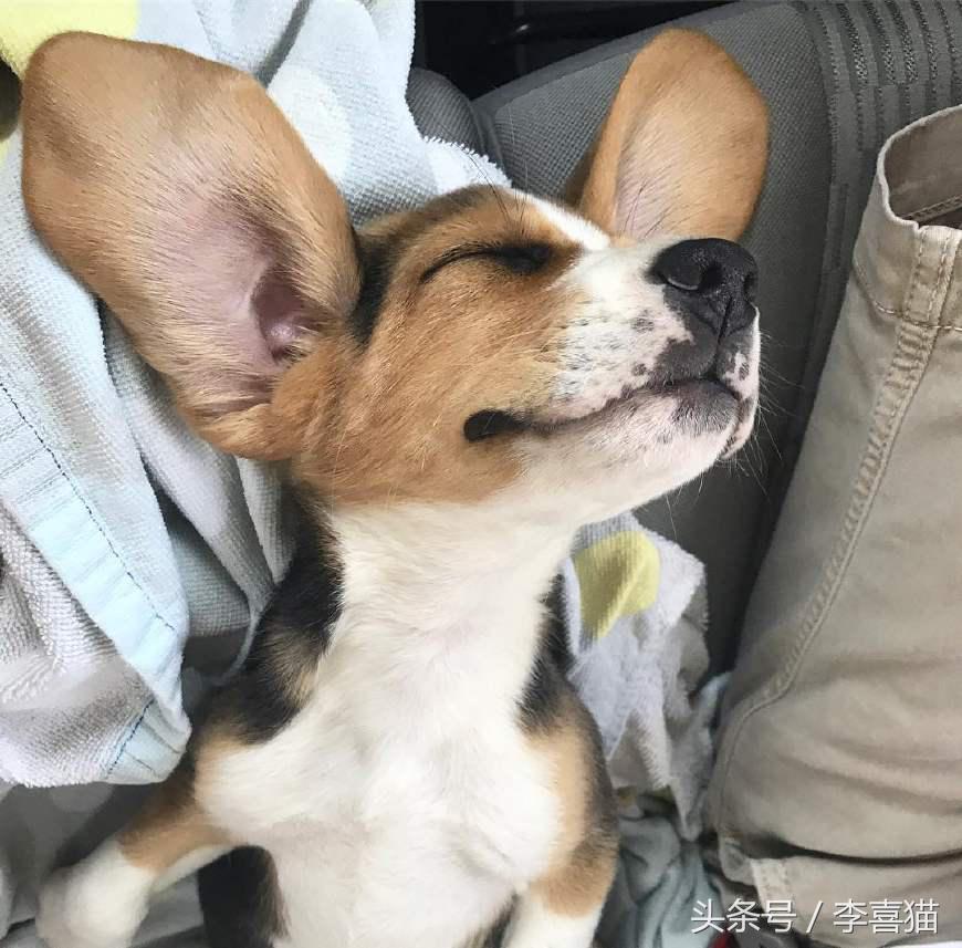 史努比狗是什么狗,史努比的原型是比格还是贝灵顿