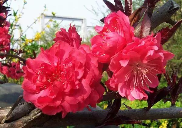 中国有哪些樱花好看,看樱花中国