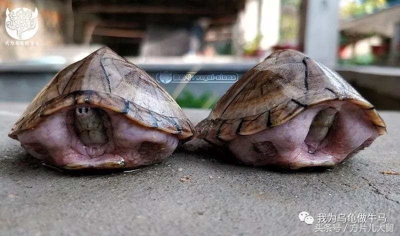 美文欣赏—头有斑、壳有纹、不加温、体型小，还不贵，它就是剃刀