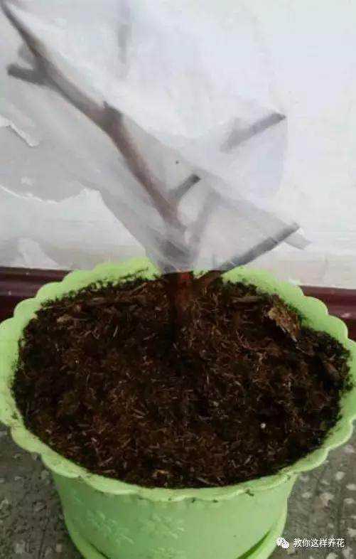 绿萝发财树杜鹃发黄萎蔫枯死，一个塑料袋就能救回！
