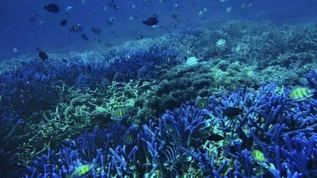 帕劳群岛隐藏攻略,帕劳旅游的优点和缺点